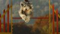 agility 01