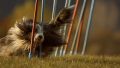 agility 04