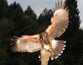 12055 falconry 08