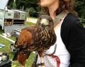 12055 falconry 10