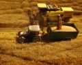 13063 wheatfield 01