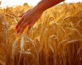 13063 wheatfield 02