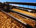 13063 wheatfield 03