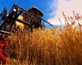 13063 wheatfield 05