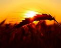13063 wheatfield 06
