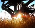 13063 wheatfield 07