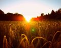 13063 wheatfield 08