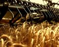 13063 wheatfield 09